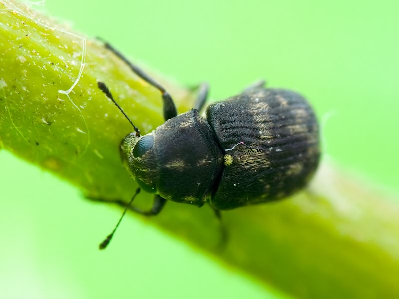 Rhaphitropis marchica (Herbst, 1797)